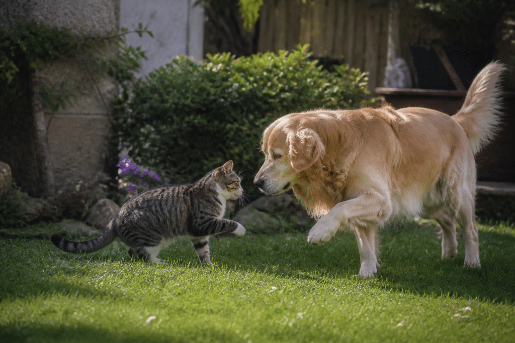Chien et chat jouant ensemble dans jardin ensoleille