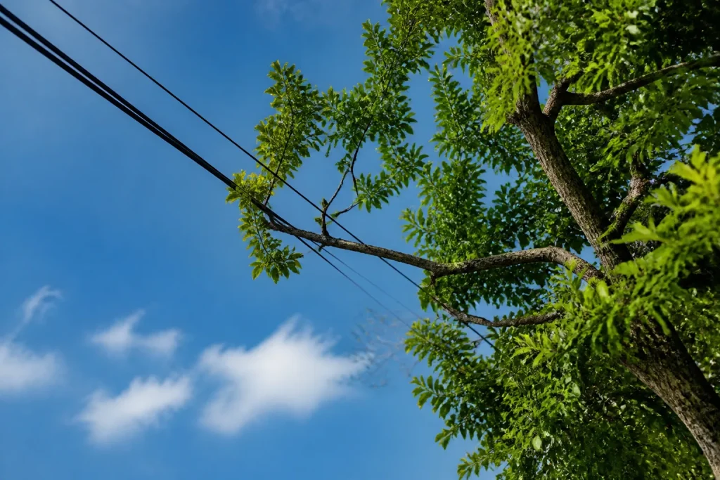 Arbre avec branche pres du cable electrique