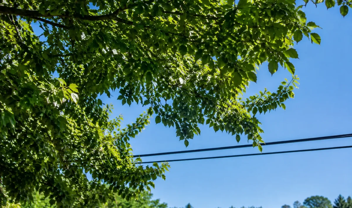 Branchage dense surplombant horizontalement une ligne electrique