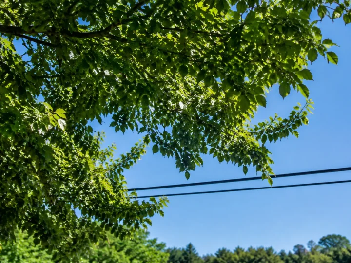 Branchage dense surplombant horizontalement une ligne electrique